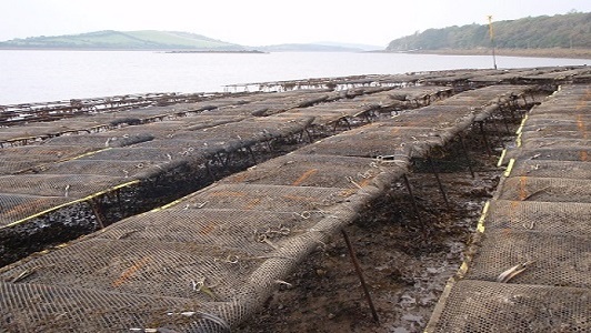 oysterbeds at low tide