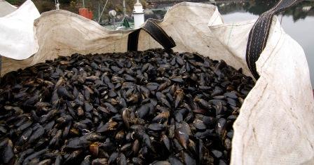Shellfish Warning for Castlemaine Production Area