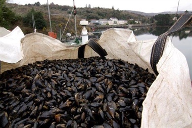 SHELLFISH WARNING ISSUED FOR CASTLEMAINE HARBOUR IN KERRY
