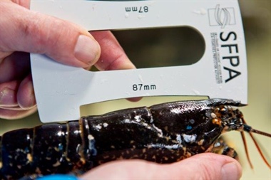 Sea-Fisheries Protection Authority Seizes Large Quantity of Undersize Lobster in Limerick City Casual Trader