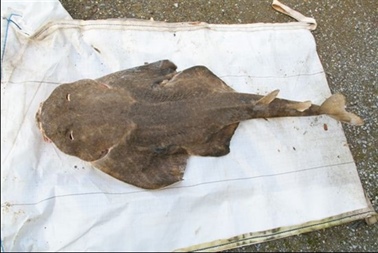 SFPA REMINDS THE PUBLIC OF PROTECTED STATUS OF ANGELSHARKS FOLLOWING GALWAY SIGHTING