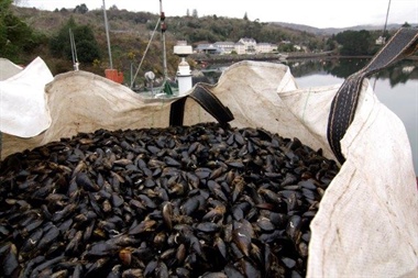 SFPA Publishes Annual Classification List of Ireland’s Shellfish Production Areas