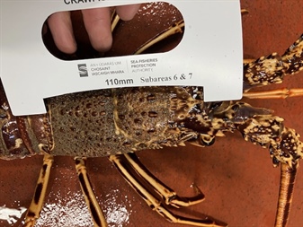 Sea-Fisheries Protection Authority Officers Confiscate and Safely Return live Crawfish to the Sea.