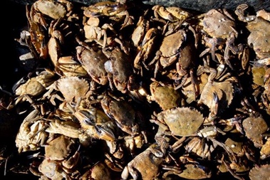 SFPA Issues Information Notice to Industry on Export Health Certification of Crab Consignments to China