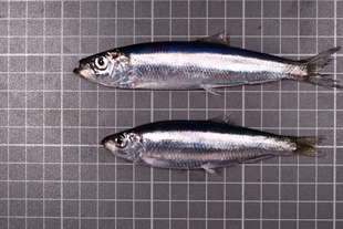 SFPA Publishes New Fisheries Information Notice on the Identification of Sprat and Herring