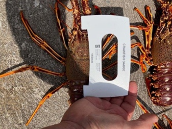 Undersize Crayfish Seized by the SFPA