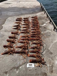 Additional Undersize Crayfish Seized by the SFPA