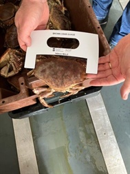 SFPA issues Advice on Closure of Edible Crab and Spider Crab Fisheries in the Biologically Sensitive Area