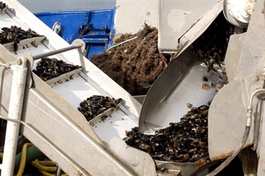 SFPA Publishes Revised Code of Practice for the Classification and Microbiological Monitoring of Bivalve Mollusc Production Areas in Ireland