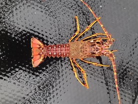 Fishing Master fined for having below minimum legal-size Crawfish onboard fishing boat.