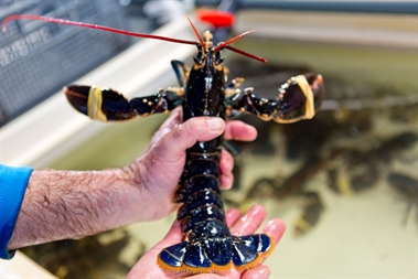 Fishing Master Pleads Guilty to retaining catches of Below Minimum Legal Size Lobster and protected lobster onboard a fishing vessel