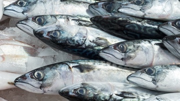 Guidance on Preventing Histamine in Fish during the Summer season