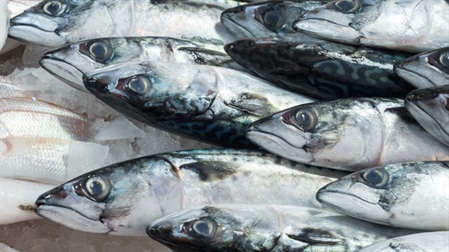 Guidance on Preventing Histamine in Fish during the Summer season
