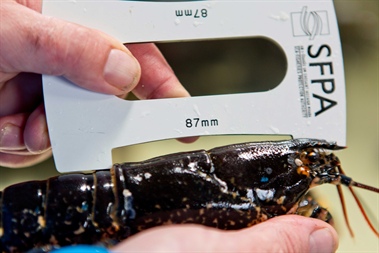 Sea-Fisheries Protection Authority issues reminder to all fishing vessel operators and buyers in relation to obligations to comply with legal requirements when fishing for and buying European Lobster