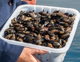 SFPA Publishes Annual Classification List of Ireland’s Shellfish Production Areas