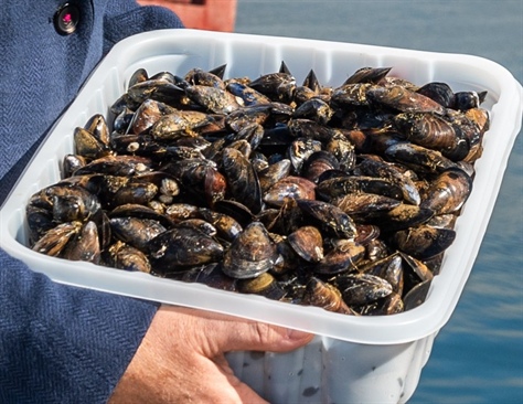 SFPA Publishes Annual Classification List of Ireland’s Shellfish Production Areas