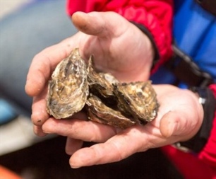 SFPA Publishes Sanitary Survey for Killala Bay