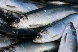 2019 Celtic Sea Main Herring Fishery Closed