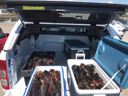 SFPA seizes large quantity of undersize lobster