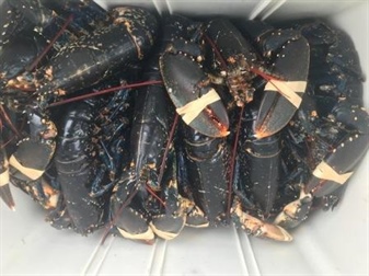 SFPA seizes illegal lobster catch in Mayo