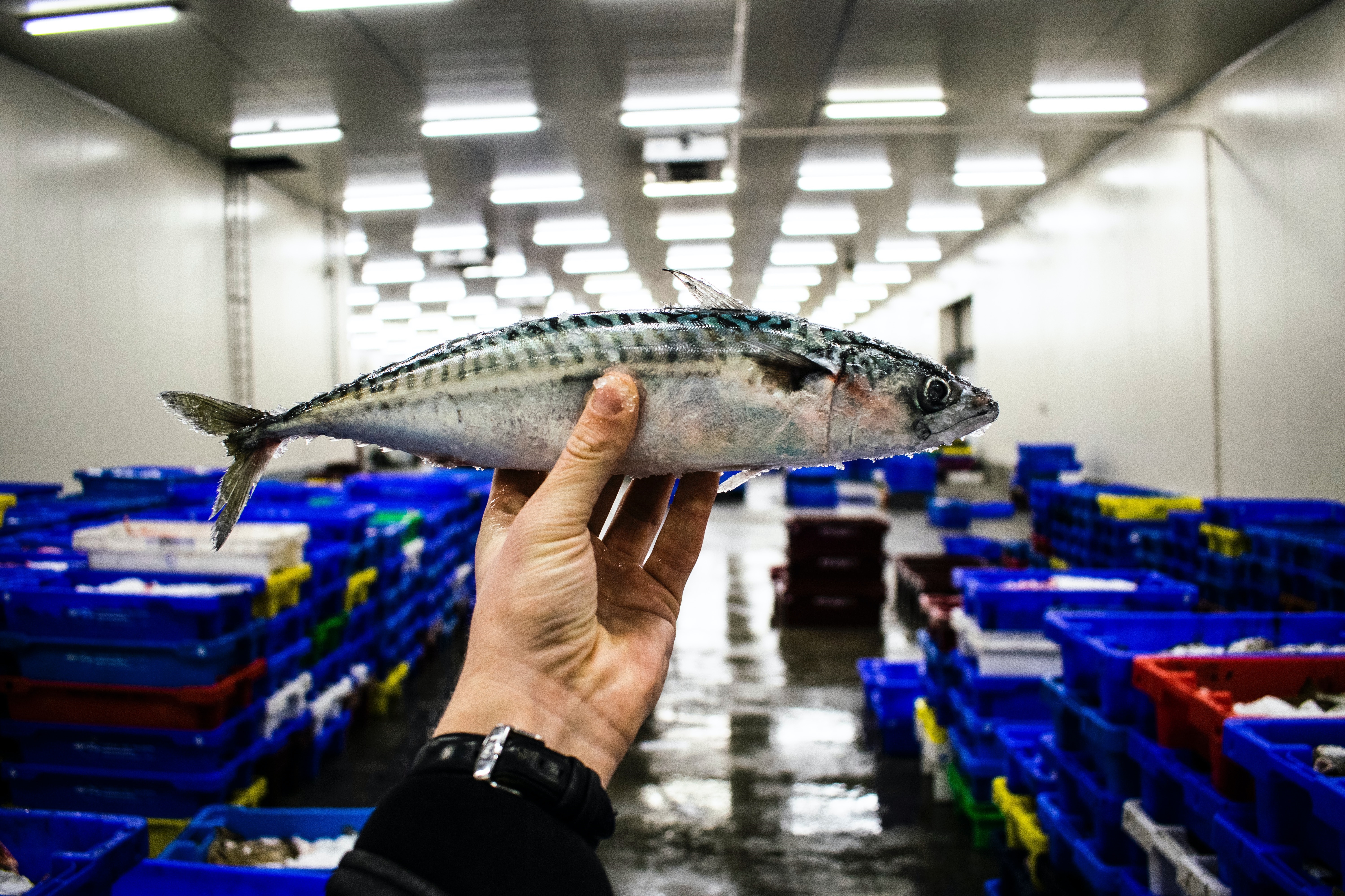 fish being held in hand in the foreground with fish market in background