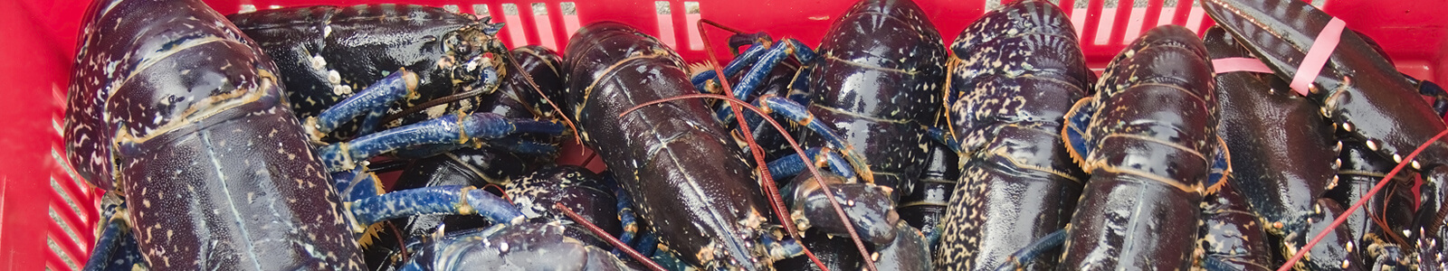 freshly caught lobster in red basket