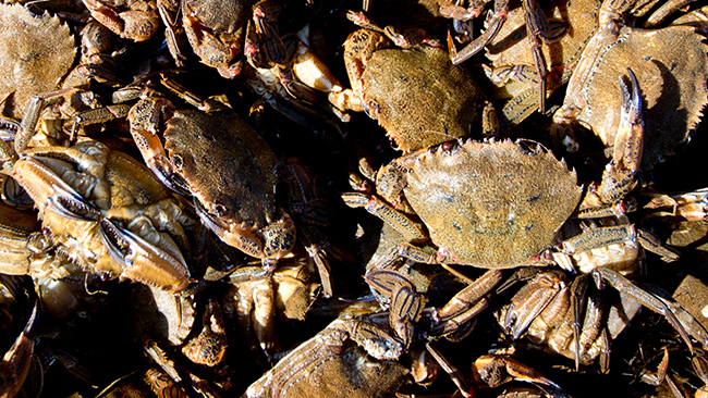 freshly caught crabs