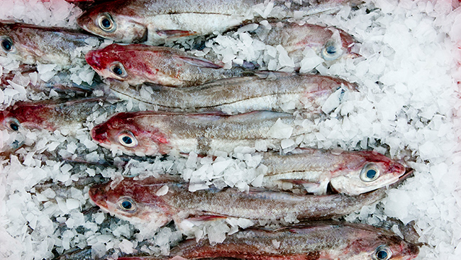 freshly caught fish stored on ice